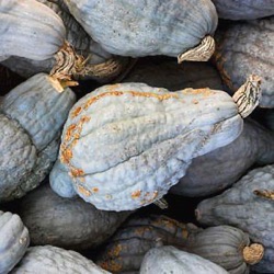 Cucurbita maxima 'Blue Hubbard'