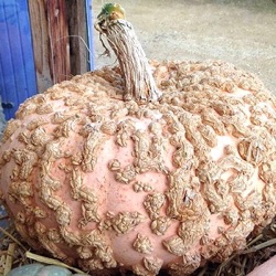 Cucurbita maxima 'Brodée Galeux d'Eysines'