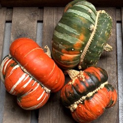 Cucurbita maxima 'Fungo' ('Bischofsmütze')