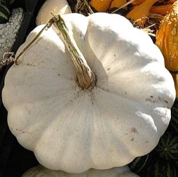 Cucurbita maxima 'Plat Wit Boer'