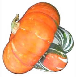 Cucurbita maxima 'Turkish Turban' 