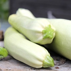 Cucurbita pepo 'Long White Sicily'