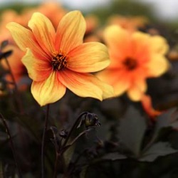 Dahlia Mystic Spirit™ = 'Best Bett'