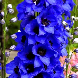 Delphinium elatum 'Harlekin'