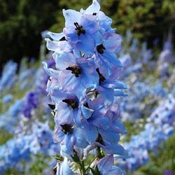 Delphinium elatum 'Morgentau'