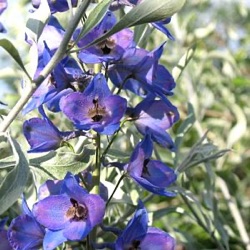 Delphinium pacific 'Polarnacht'