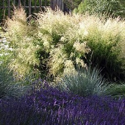 Deschampsia cespitosa 'Bronzeschleier'