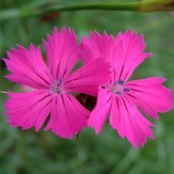 Dianthus carthusianorum (wild)