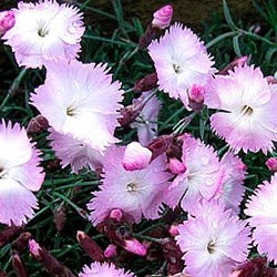 Dianthus 'Whatfield Wisp'