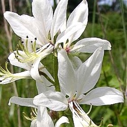 Dictamnus albus 'Albiflorus'