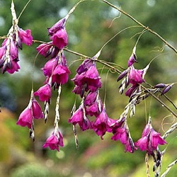 Dierama pulcherrimum 'Flaring Tips'