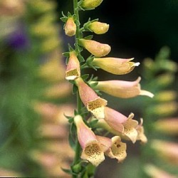Digitalis 'Glory of Roundway'