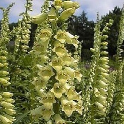 Digitalis lutea