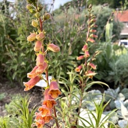 Digitalis obscura