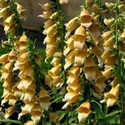 Digitalis 'Spice Island' ®