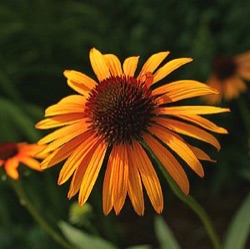 Echinacea 'Flame Thrower' ®