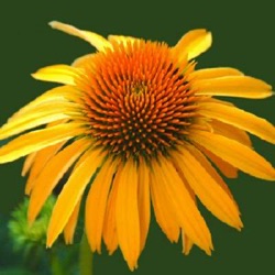 Echinacea 'Harvest Moon' ®