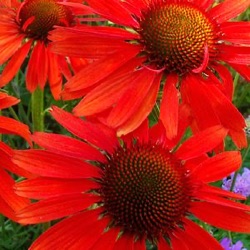 Echinacea 'Hot Lava' ®