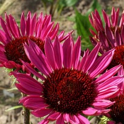 Echinacea purpurea 'Fatal Attraction' ®