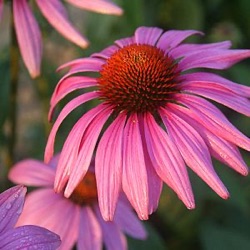 Echinacea purpurea 'Prairie Splendor'