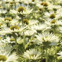 Echinacea purpurea 'Virgin' ®