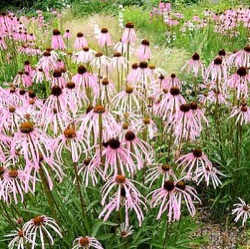 Echinacea simulata