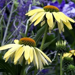 Echinacea 'Sunrise' ®