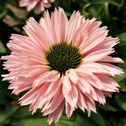 Echinacea 'SunSeekers Salmon' ®