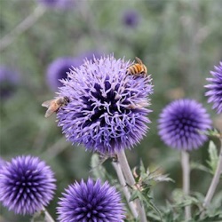 Echinops bannaticus 'Blue Glow'