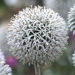 Echinops bannaticus 'Star Frost'