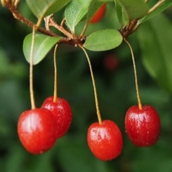 Elaeagnus multiflora 'Uroz Hyraya Varilova'