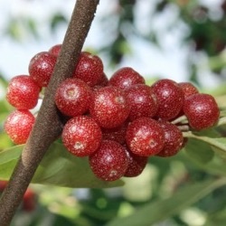 Elaeagnus umbellata 'Hidden Springs'