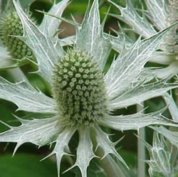 Eryngium giganteum 'Silver Ghost'