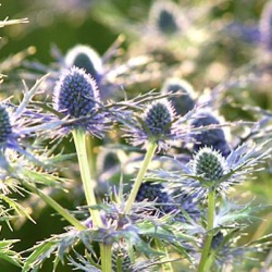 Eryngium 'Pen Blue'