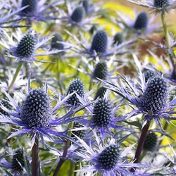 Eryngium x zabelii 'Big Blue' ®