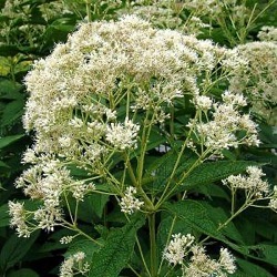 Eupatorium maculatum f. albidum 'Bartered Bride'