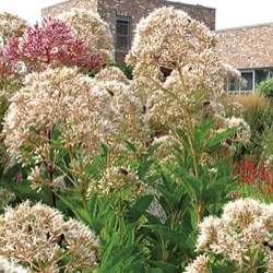 Eupatorium maculatum f. albidum 'Snowball' ®