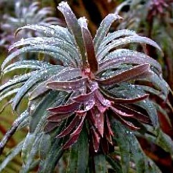 Euphorbia characias 'Purple and Gold'