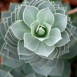 Euphorbia corsica (E. myrsinites)