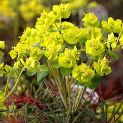 Euphorbia cyparissias 'Fens Ruby'