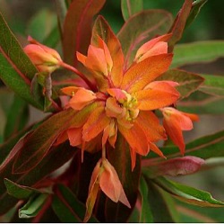 Euphorbia griffithii 'Dixter'