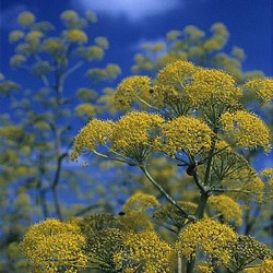 Ferula communis