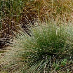 Festuca mairei