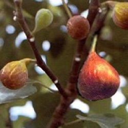 Ficus carica 'Brown Turkey'