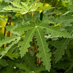 Ficus carica 'Ice Crystal' ®