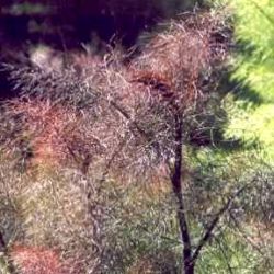 Foeniculum vulgare 'Rubrum'