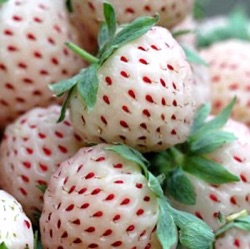 Fragaria 'Anablanca'