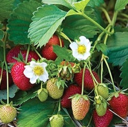 Fragaria viger 'Elan White'