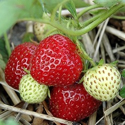 Fragaria x ananassa 'Elvira'