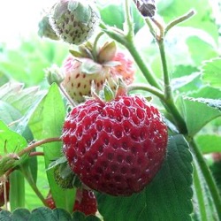 Fragaria x ananassa 'Frau Mieze Schindler'